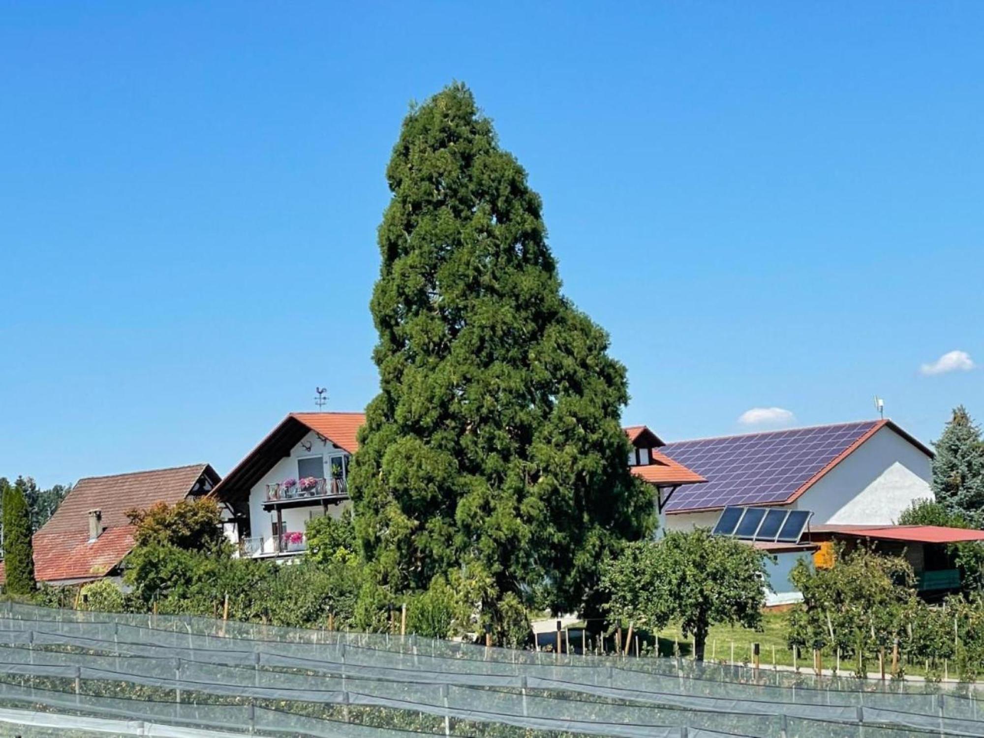 Bergchalet Mirabell - Hofgut Friedrichshafen Ngoại thất bức ảnh